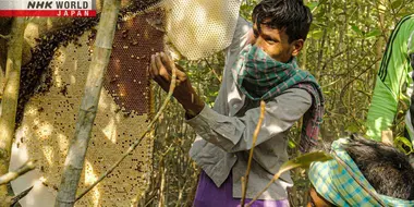 The Honey Hunters of Bangladesh