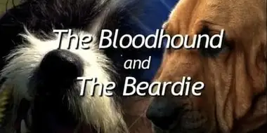 The Bloodhound and the Beardie