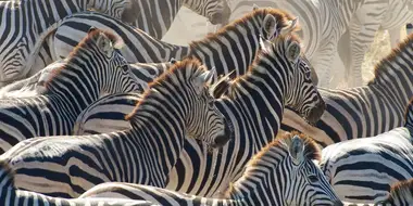 Great Zebra Exodus