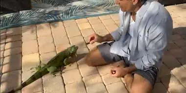 Feuding Neighbors: Stop Feeding the Iguanas!