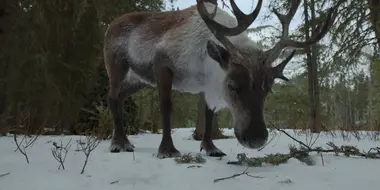 Rangifer tarandus