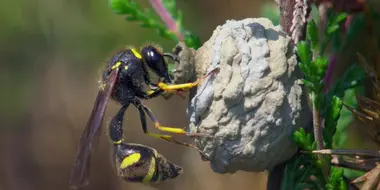 Potter Wasp