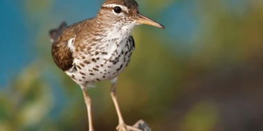 Using Bird Behavior to Identify Birds