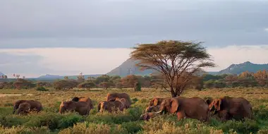 Elephants