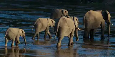 Elephants of the Sand River