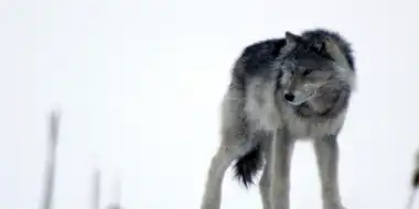 Cold Warriors: Wolves and Buffalo