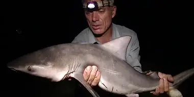 Freshwater Shark