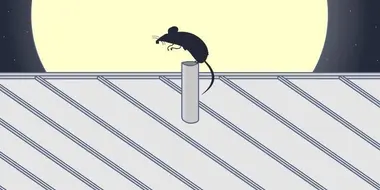 Gus' Rooftop Rat