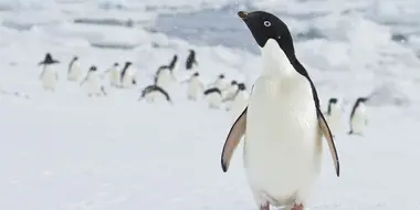 Wild Southern Ocean