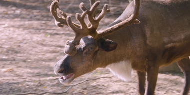 Reindeer Pedicure