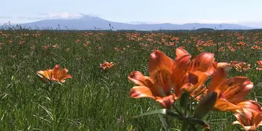 Okhotsk Summer Flower Garden