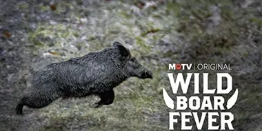 Wild Boar Fever 1