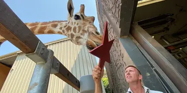 Giraffe-Ic Park