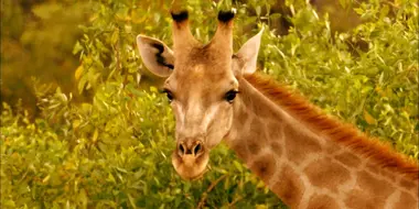 Giraffes: Africa's Gentle Giants