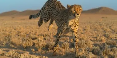 Growing up Cheetah