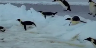 Penguins of the Antarctic