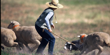 The Meeker Classic Sheepdog Trials