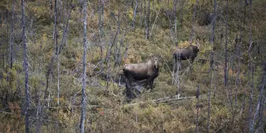 Moose Ambush