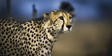 Cheetah Plains