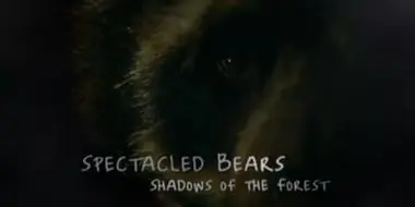 Spectacled Bears - Shadows Of The Forest