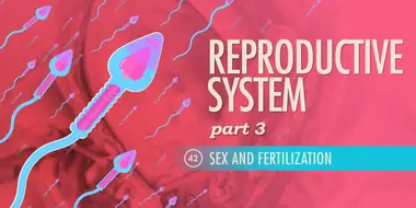 Reproductive System, Part 3 - Sex & Fertilization