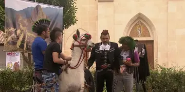Llama the llama