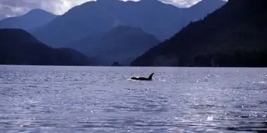 A Killer Whale Called Luna