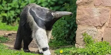 Giant Anteater and Chimpanzee