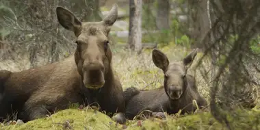 Meet the Moose Family