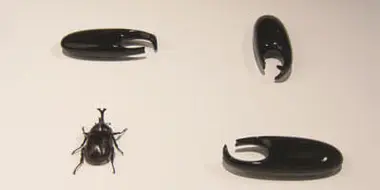 Insects