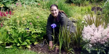 Irises and Ornamental Grasses