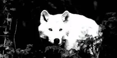 White Wolf of Newfoundland