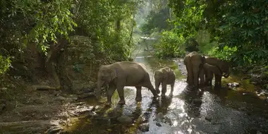 Yunnan's Intrepid Elephants