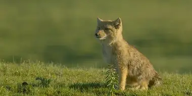 Surviving the Ancient Grasslands