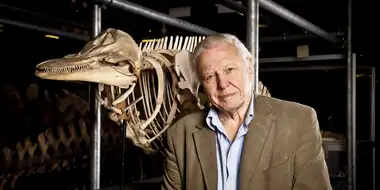 Attenborough's Life Stories: Our Fragile Planet