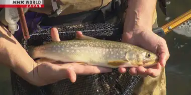 Stream, Lake, and Sea Fishing on Rebun Island