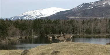 Early Spring on the Shiretoko Peninsula