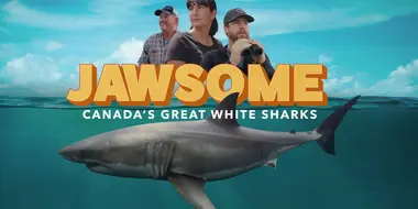 Jawsome: Canada’s Great White Sharks