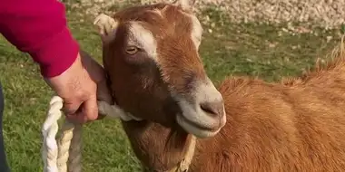 Goat Get 'Em