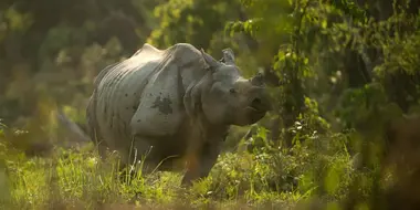 Land of the Secret Rhino