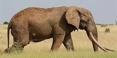 The Last Tusker