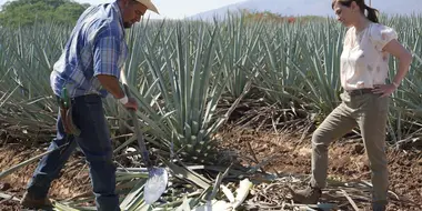 The heart of Tequila