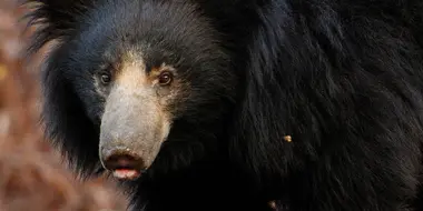 A Sloth Bear's Dilemma