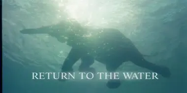 Return to the Water