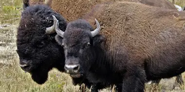 American Buffalo: Spirit of a Nation