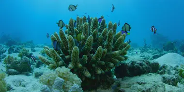 Can We Save the Reef?