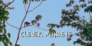 Clever Monkeys