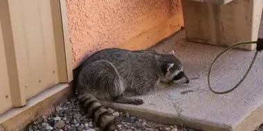 Between a Rock and a Raccoon