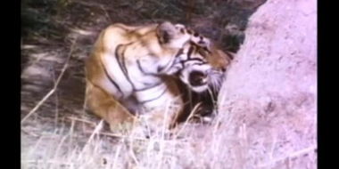 Tigers of Ranthambhor