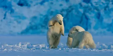 Polar Bear Winter